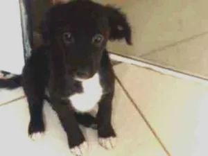 Cachorro raça Viralanta idade Abaixo de 2 meses nome Não tem nome 