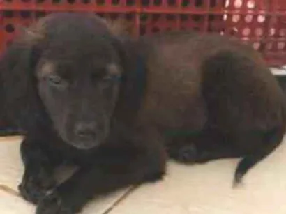 Cachorro raça Viralanta idade 2 a 6 meses nome Não tem nome 