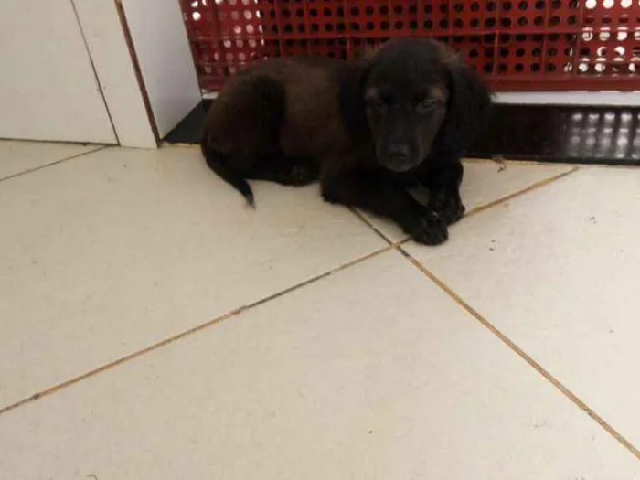 Cachorro raça Viralanta idade 2 a 6 meses nome Não tem nome 