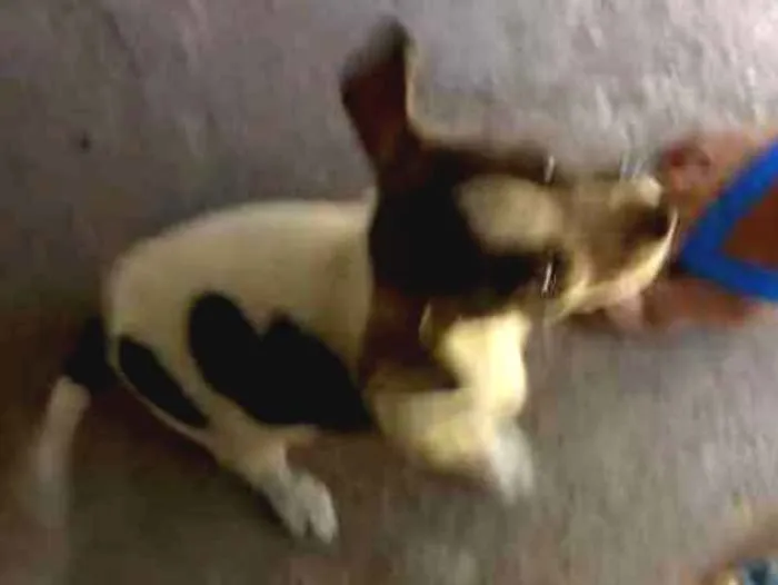 Cachorro raça Vira lata idade 2 a 6 meses nome Nenhum