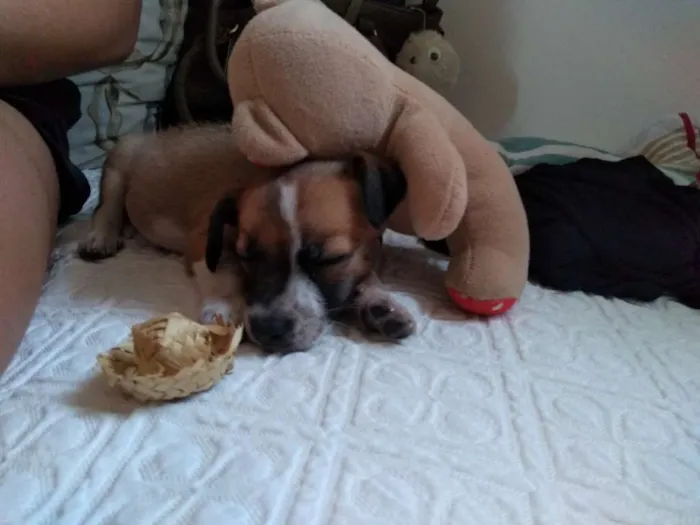 Cachorro ra a Sem raça idade 2 a 6 meses nome Não tem 