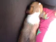 Não tem 