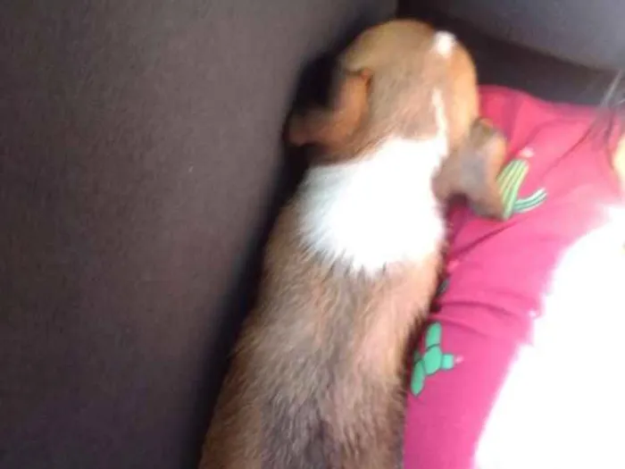 Cachorro ra a Sem raça idade 2 a 6 meses nome Não tem 