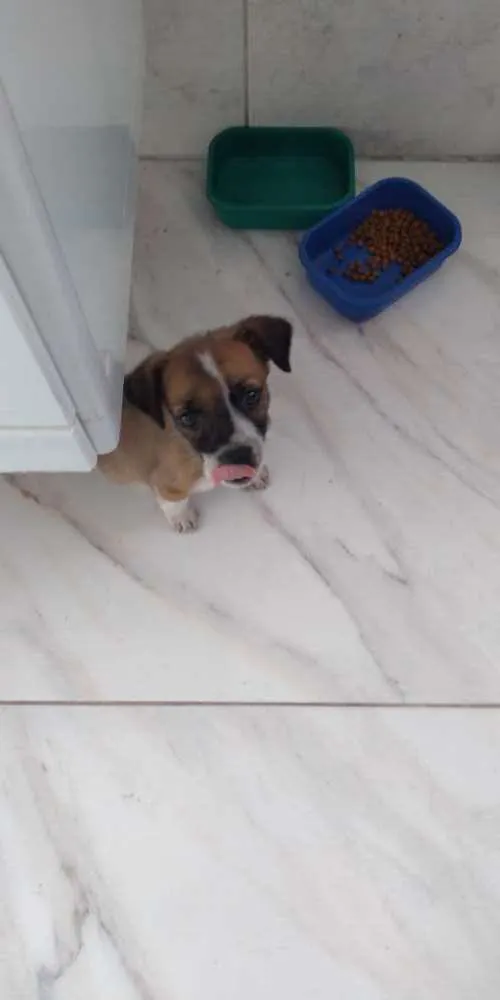Cachorro ra a Sem raça idade 2 a 6 meses nome Não tem 