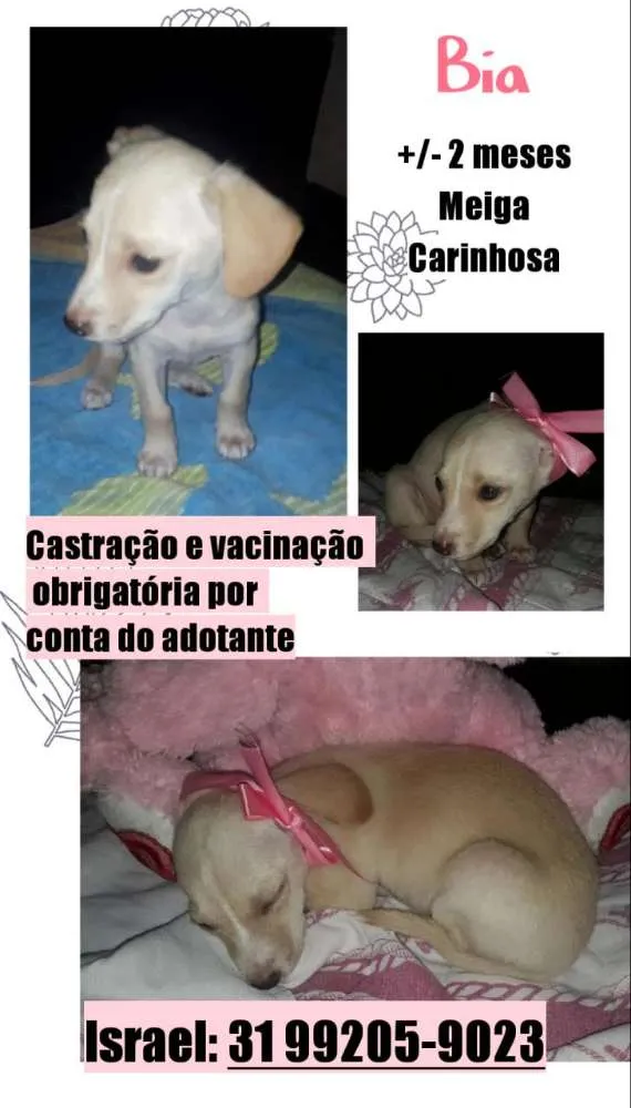Cachorro raça SRD idade Abaixo de 2 meses nome Bia