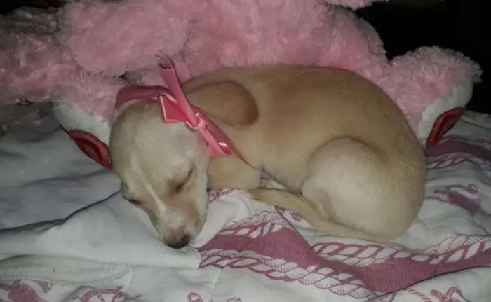 Cachorro raça SRD idade Abaixo de 2 meses nome Bia