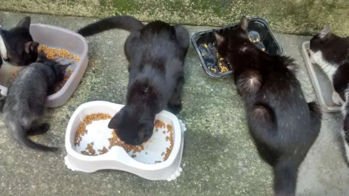 Gato ra a Vira lata idade 2 a 6 meses nome Sem nome ainda 