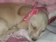 Bia