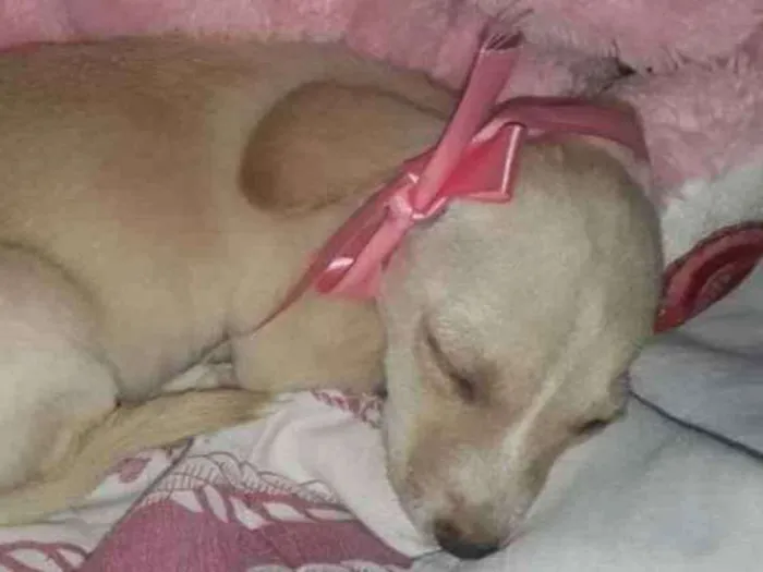 Cachorro raça SRD idade Abaixo de 2 meses nome Bia