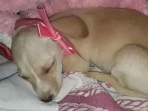Cachorro raça SRD idade Abaixo de 2 meses nome Bia