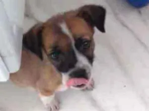 Cachorro raça Sem raça idade 2 a 6 meses nome Não tem 