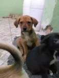 Brotherzinho