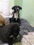 Brotherzinho