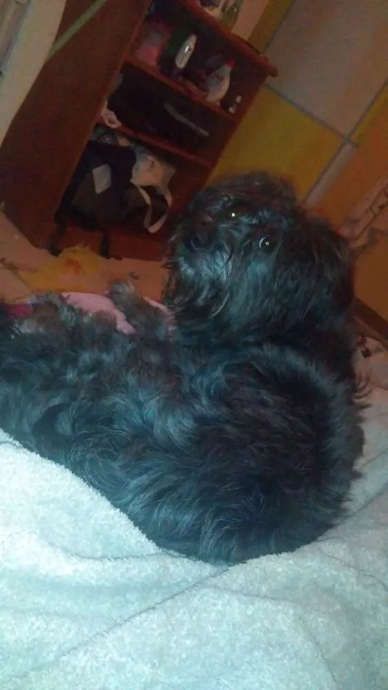 Cachorro ra a Vira lata idade 7 a 11 meses nome Pantera 