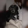 Pantera 