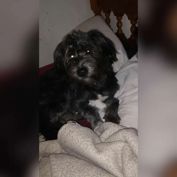 Cachorro ra a Vira lata idade 7 a 11 meses nome Pantera 