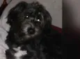 Pantera 