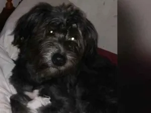 Cachorro raça Vira lata idade 7 a 11 meses nome Pantera 