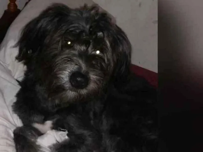 Cachorro ra a Vira lata idade 7 a 11 meses nome Pantera 
