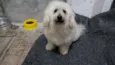 Cadu