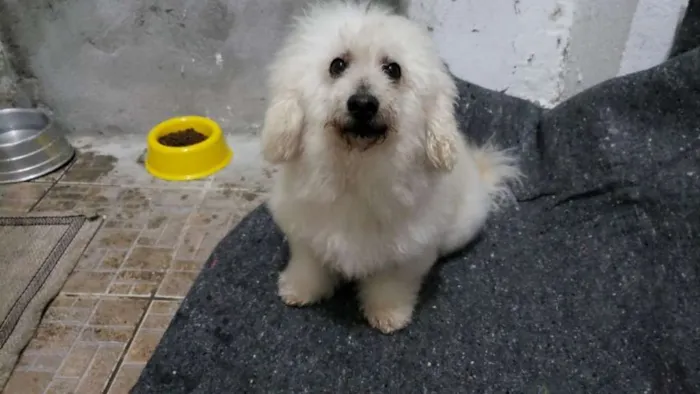 Cachorro ra a Poodle idade 5 anos nome Cadu