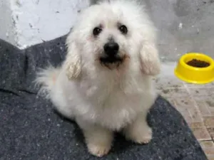 Cachorro raça Poodle idade 5 anos nome Cadu