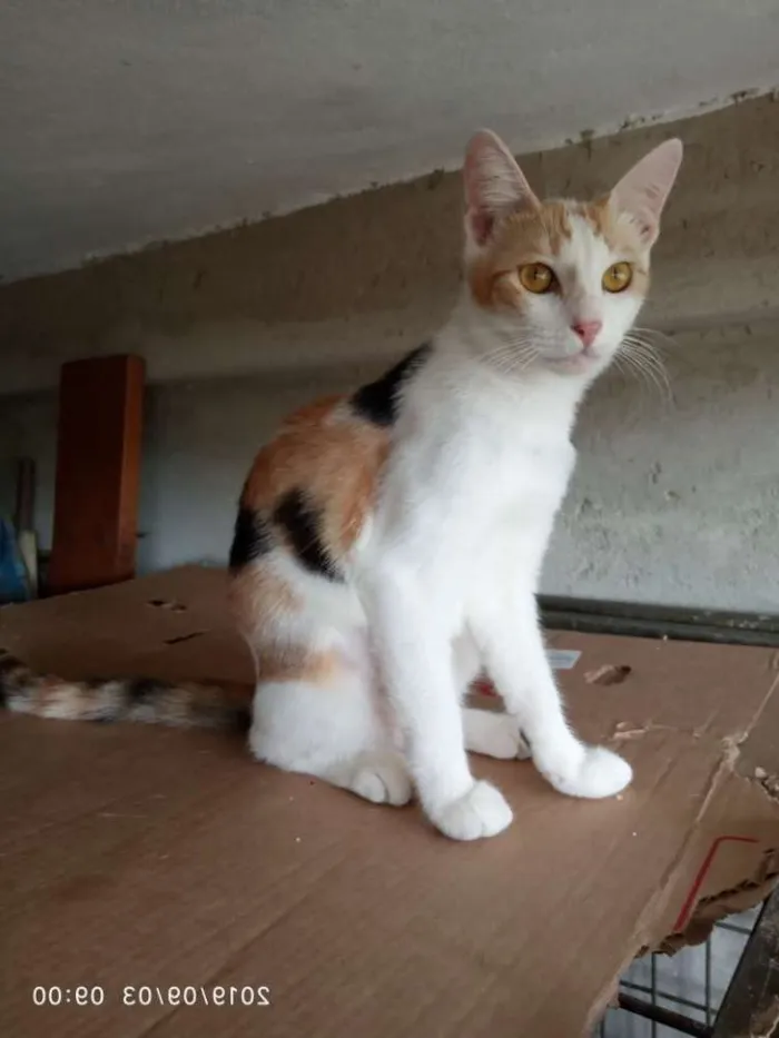 Gato ra a Srd idade 2 a 6 meses nome Pérola