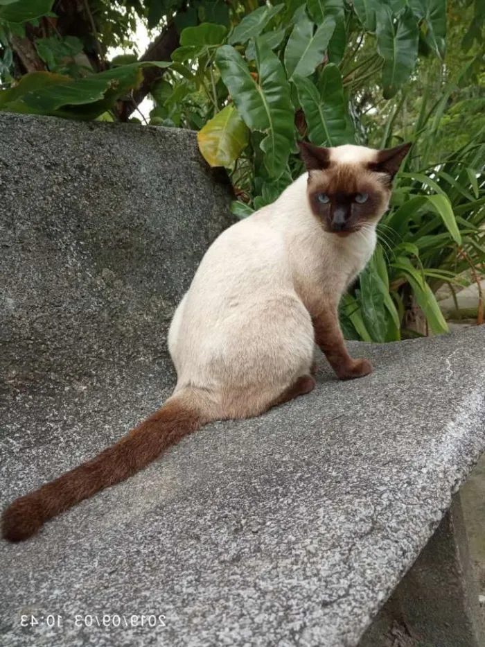 Gato ra a Siamesa idade 7 a 11 meses nome Sia