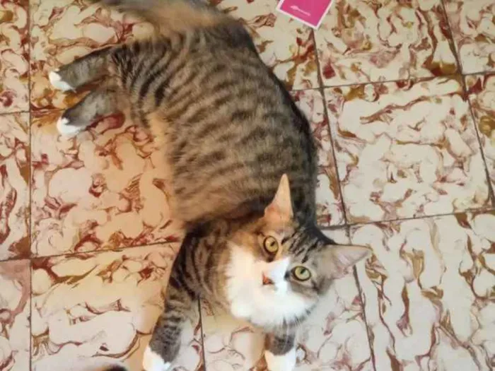 Gato ra a srd idade 2 a 6 meses nome bruna