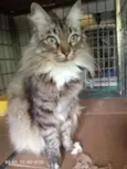 Bela