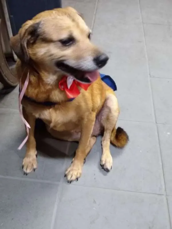 Cachorro ra a srd idade 6 ou mais anos nome Vovó