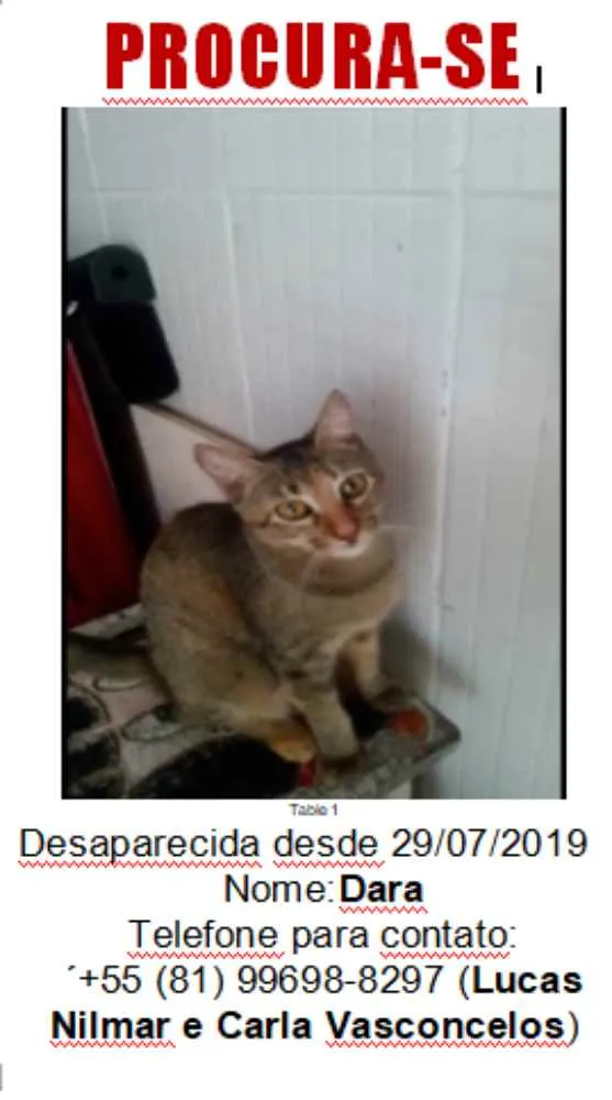 Gato ra a sem raça definida idade 2 anos nome Dara