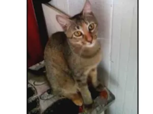 Gato raça sem raça definida idade 2 anos nome Dara