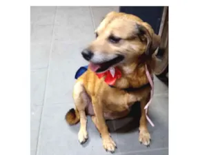 Cachorro raça srd idade 6 ou mais anos nome Vovó