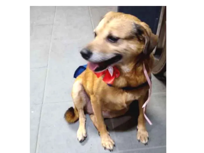 Cachorro ra a srd idade 6 ou mais anos nome Vovó