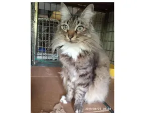 Gato raça Srd idade 2 anos nome Bela