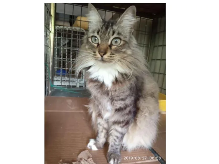Gato ra a Srd idade 2 anos nome Bela