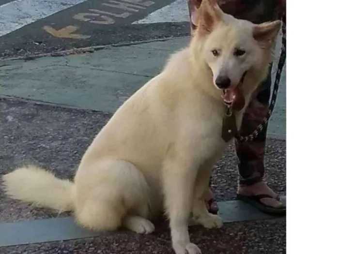 Cachorro ra a Pastor Branco Suiço idade 2 anos nome Aslan