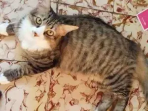 Gato raça srd idade 2 a 6 meses nome bruna