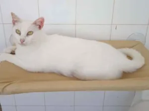 Gato raça  idade 7 a 11 meses nome anja