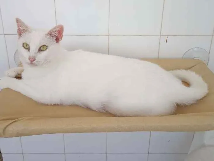Gato ra a  idade 7 a 11 meses nome anja