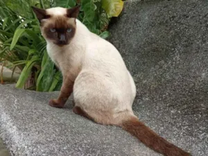 Gato raça Siamesa idade 7 a 11 meses nome Sia