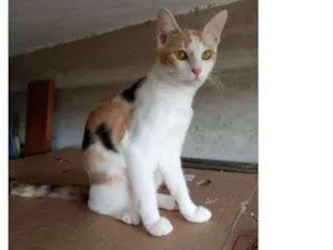 Gato raça Srd idade 2 a 6 meses nome Pérola