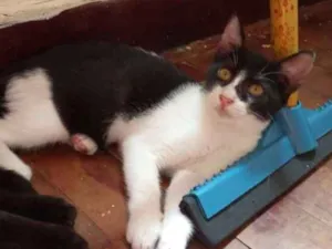 Gato raça Srd idade 2 a 6 meses nome Didi