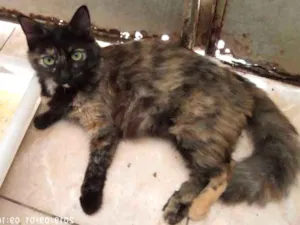 Gato raça Srd idade 2 a 6 meses nome Judith