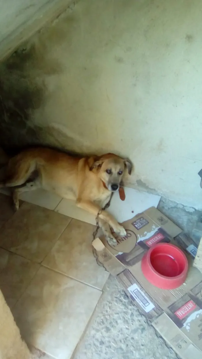 Cachorro ra a  idade 6 ou mais anos nome Pepi