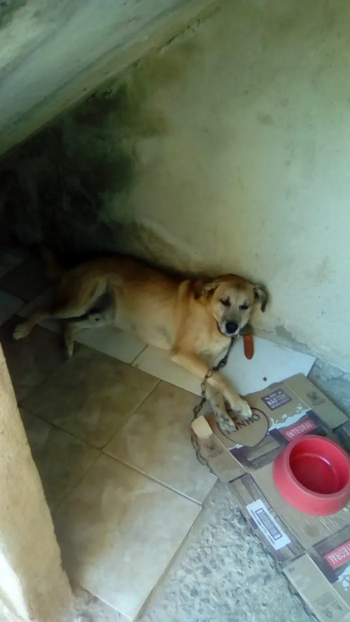 Cachorro ra a  idade 6 ou mais anos nome Pepi