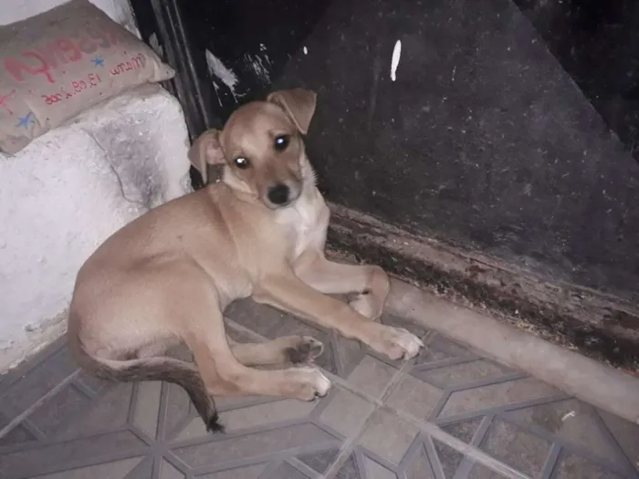 Cachorro ra a Viralata  idade 2 a 6 meses nome Luna
