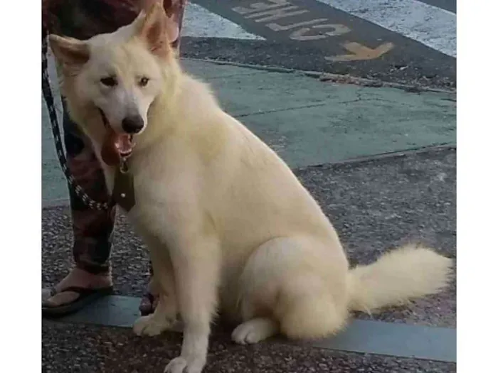 Cachorro ra a Pastor Branco Suiço idade 2 anos nome Aslan