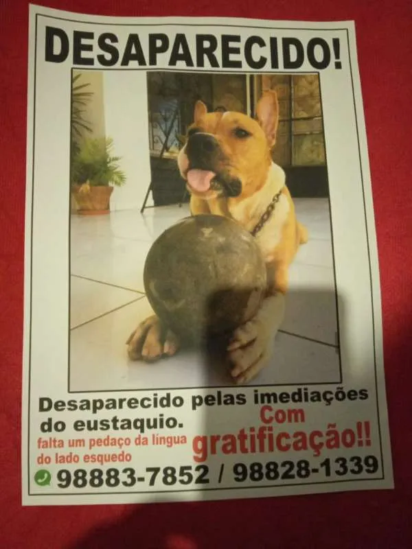 Cachorro ra a Pit-Bull idade 3 anos nome Zeus